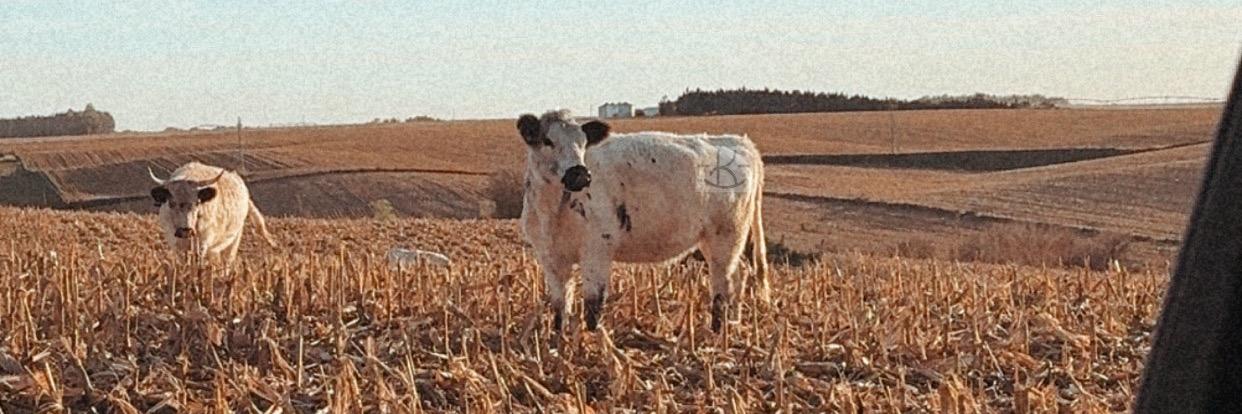 Fancy K Livestock profile cover image