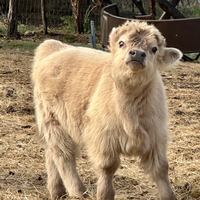DaVinci