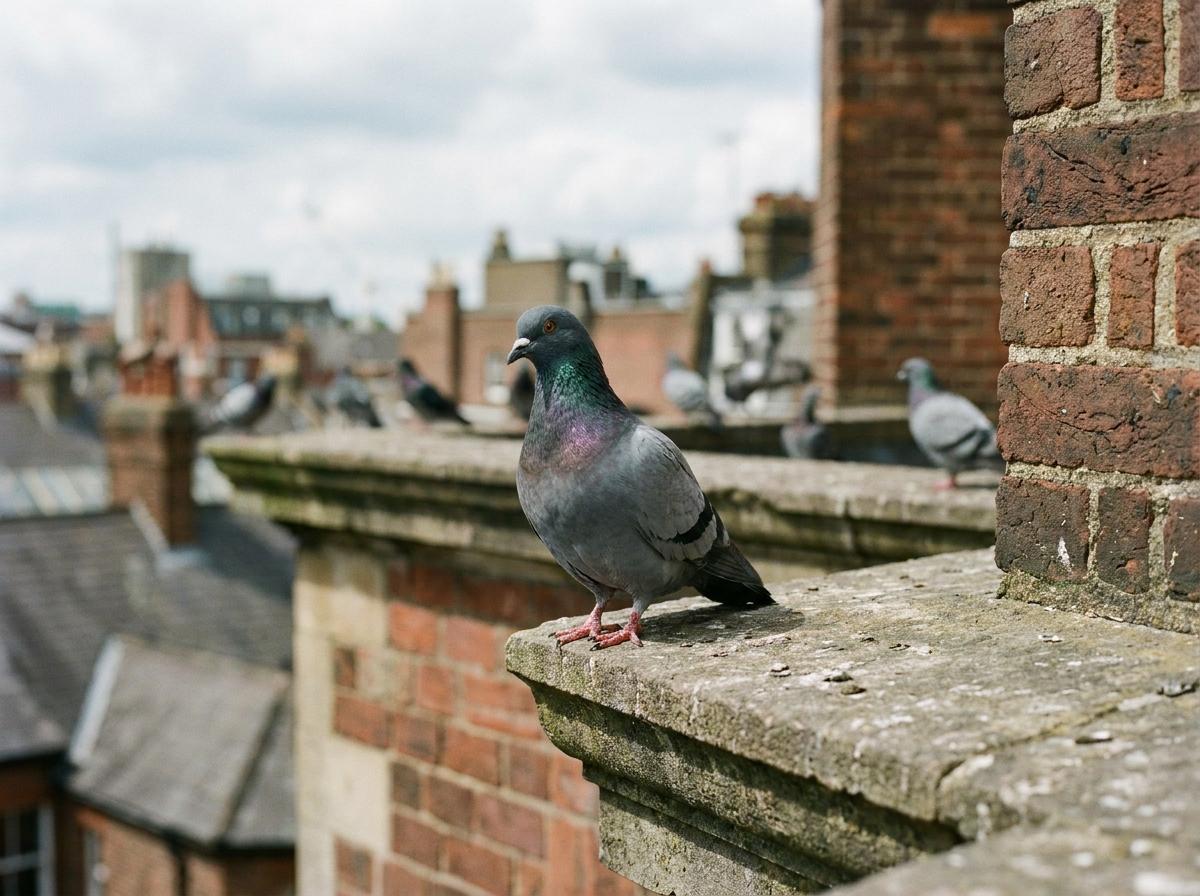 pigeon