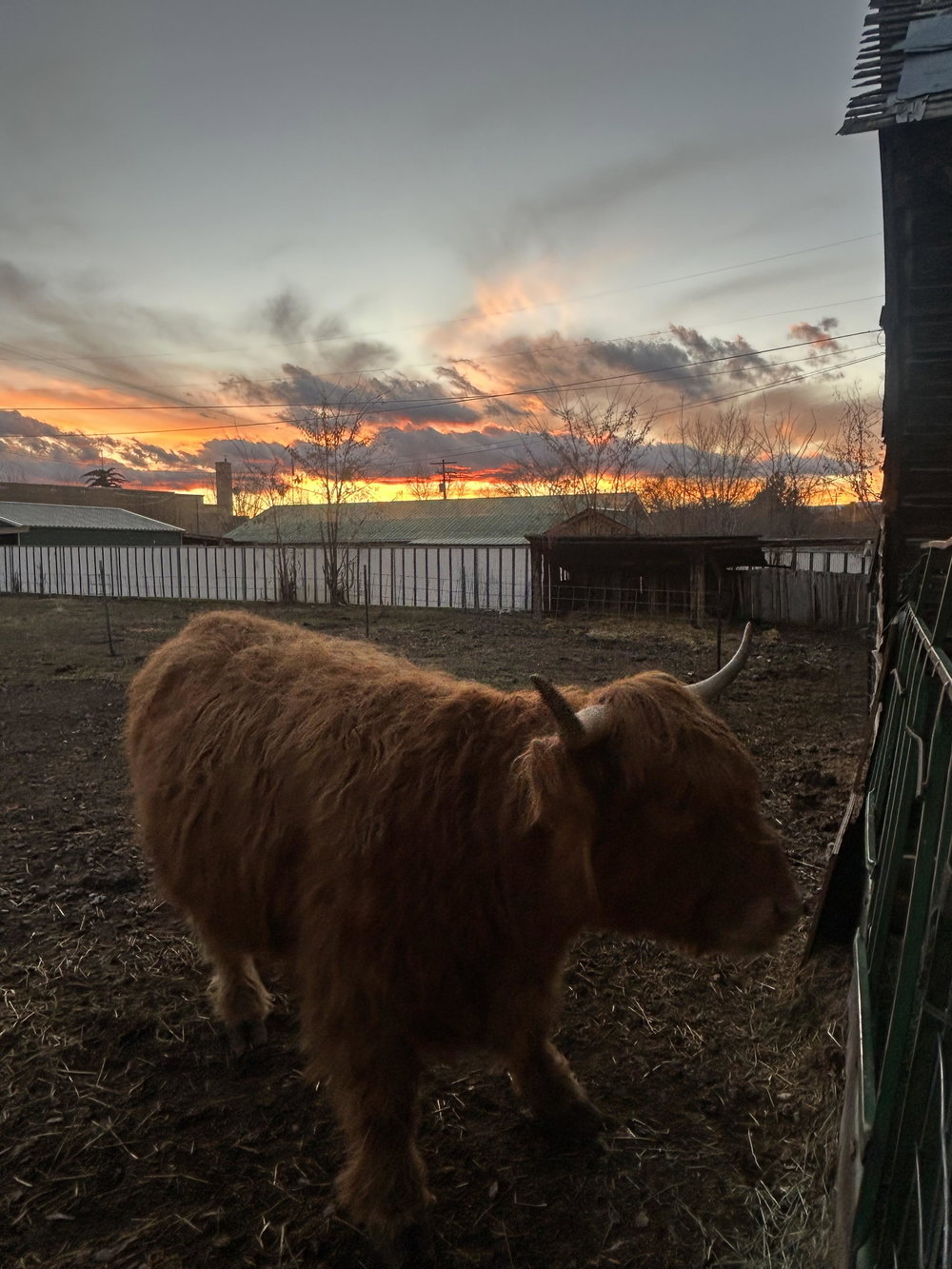JT mini cow co, photo 5