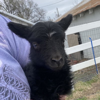 Kristen Aultman profile picture