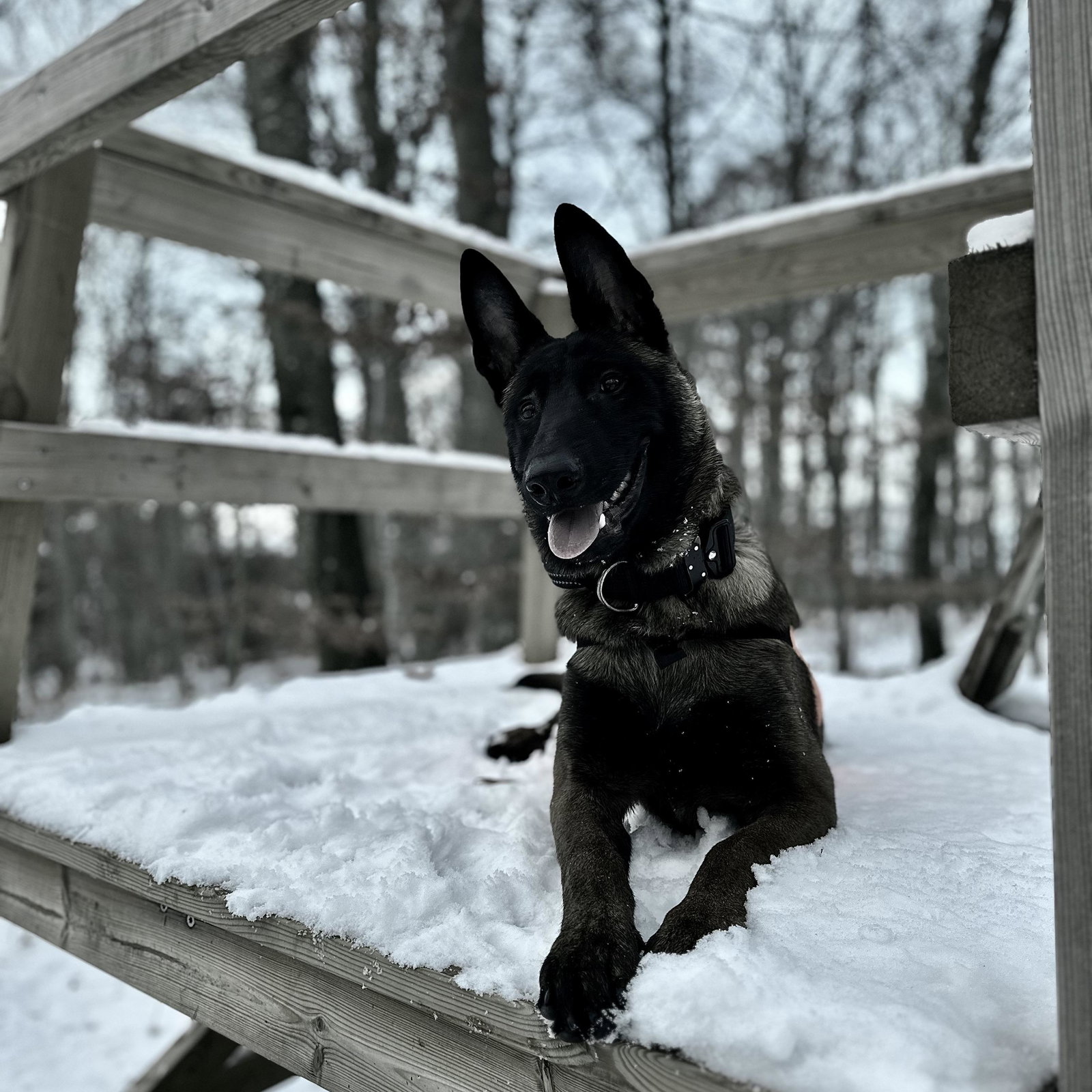 Rare k9 kenai
