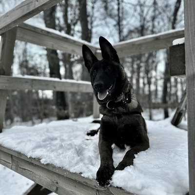 Rare k9 kenai profile picture