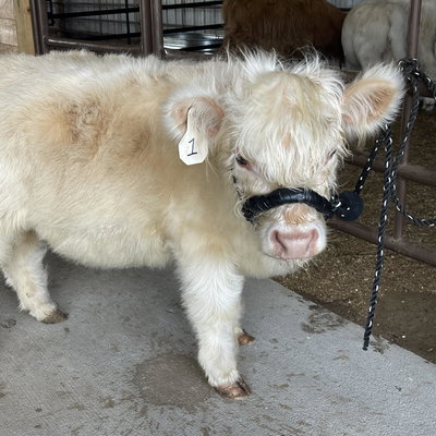 White Heifer (Chondro +) profile picture
