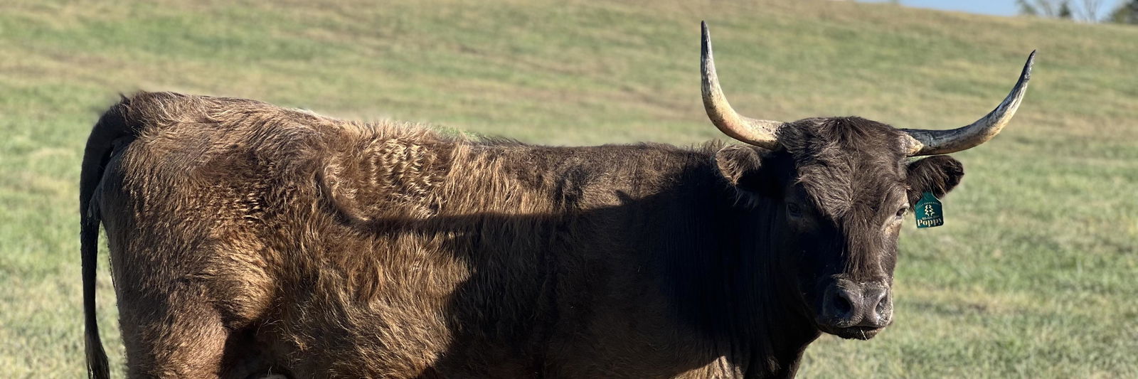 CCR Poppy profile cover image