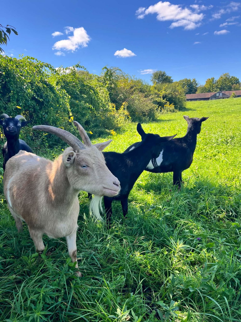 Meet the Goats & Paint your own Goat Loaf collectible original sculpture! BYOB, photo 5