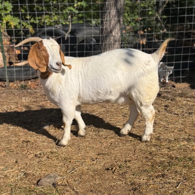 CCF42 Paprika profile picture