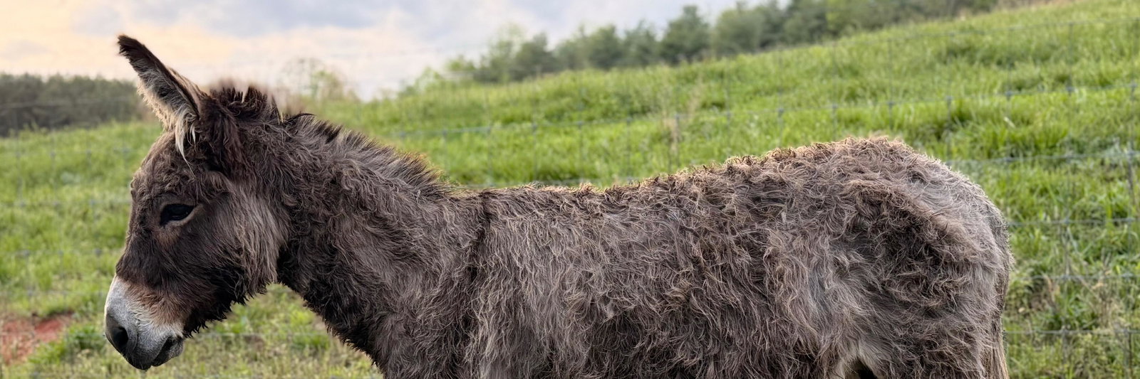 Anna profile cover image