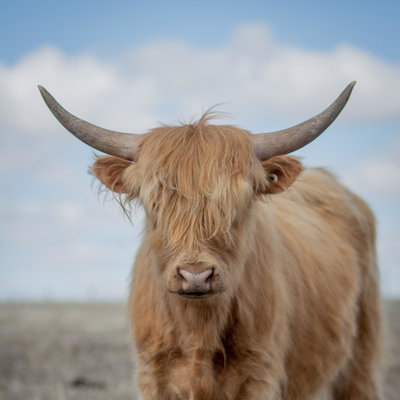 Haven profile picture