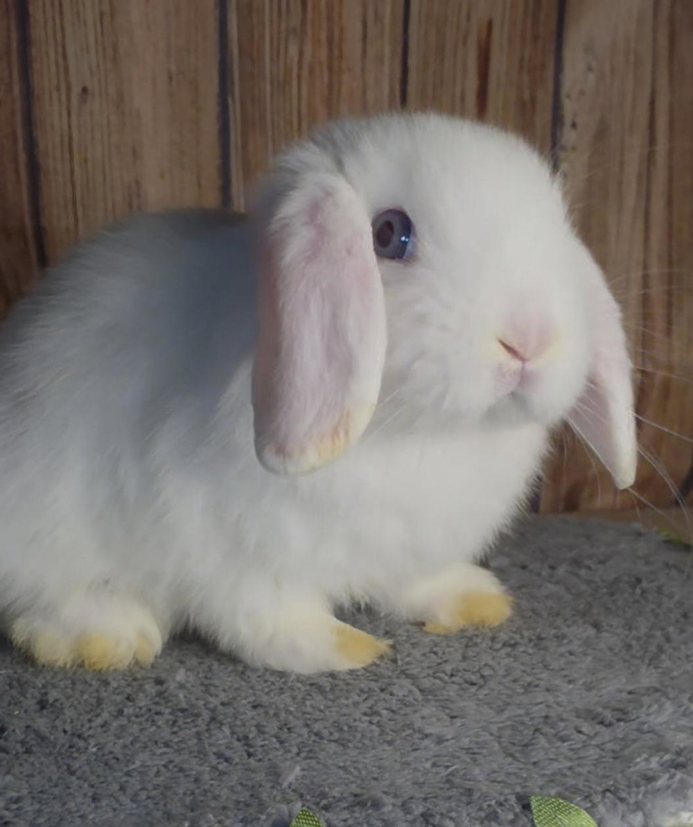 Azul - BEW Holland Lop, photo 3