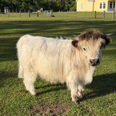 Gunsmoke profile picture