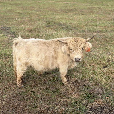 A Peculiar Farm Hurricane profile picture