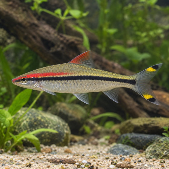 Denison barb