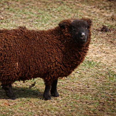 Frank profile picture