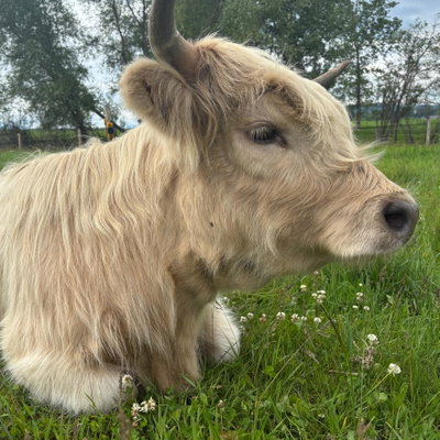 Phoebe profile picture