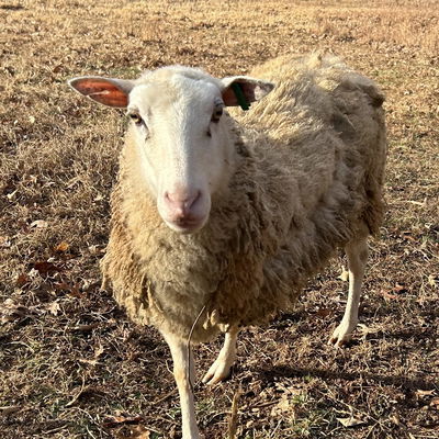 Mrs Weasley profile picture