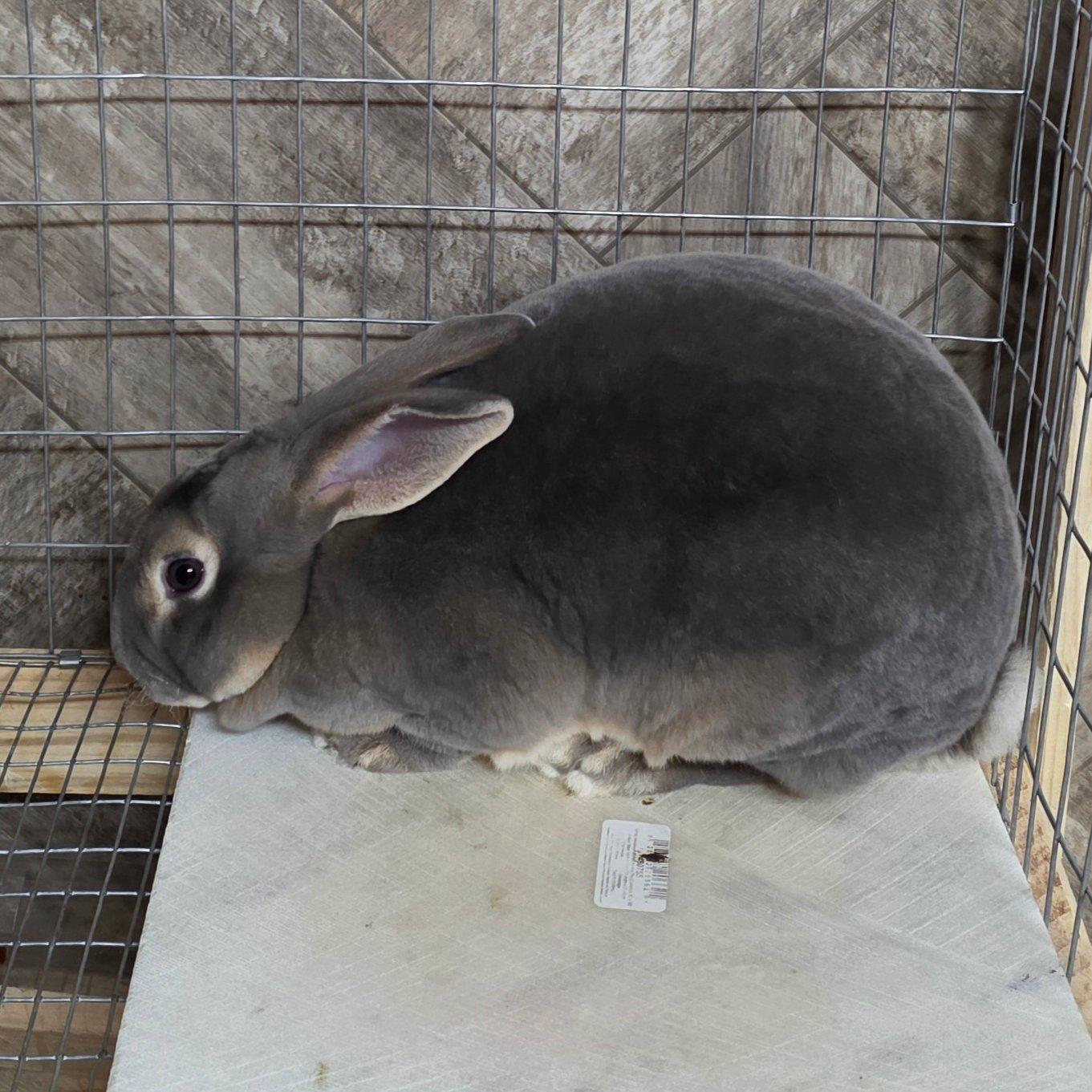 Thumper