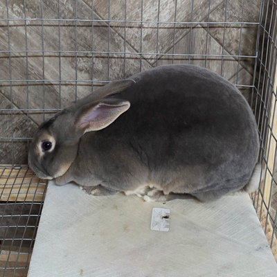 Thumper profile picture