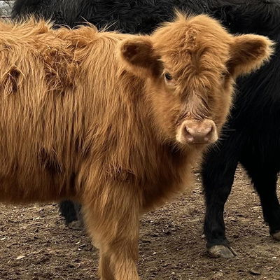 Petunia profile picture