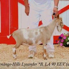 GCH Chenango-Hills Lysander +*B EEV90 profile picture