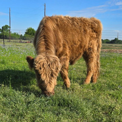 Virgil profile picture