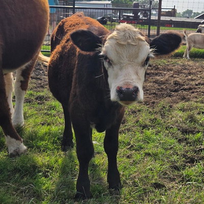 Dixieland Delight profile picture