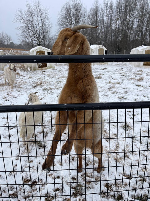 Photo of a Boer goat recorded as solid red