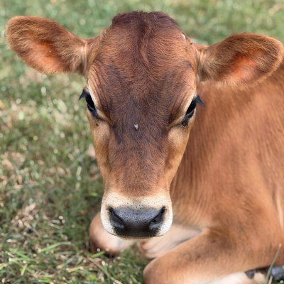 Millie profile picture