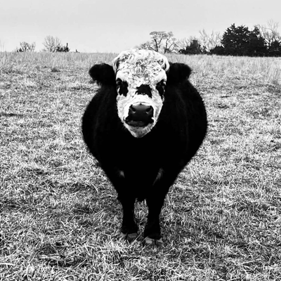 Laverne profile picture