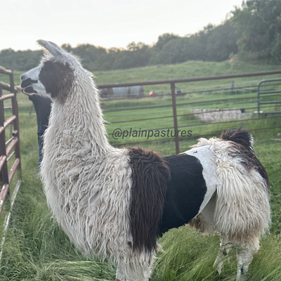 L-Pine Beauty Queen profile picture