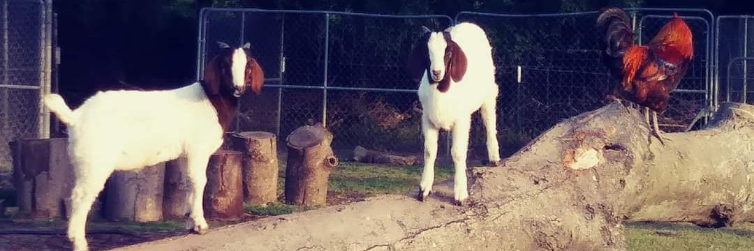 meat goats profile cover image