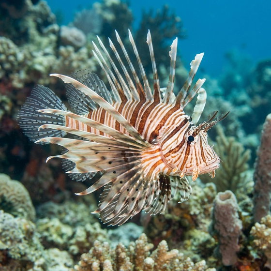 red lionfish