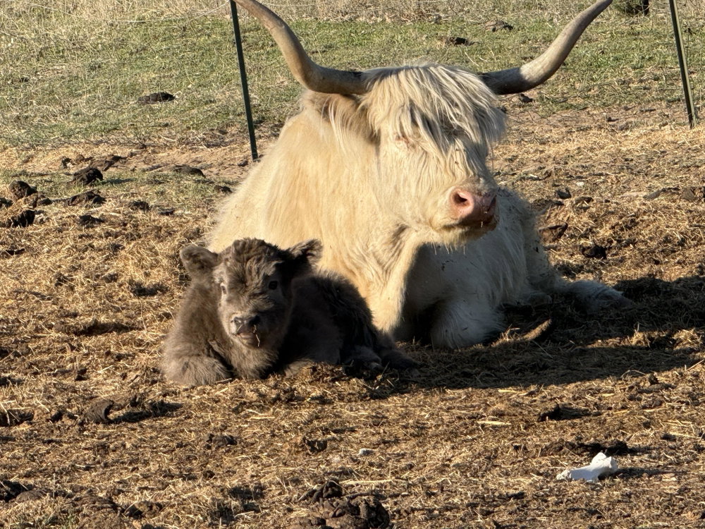 Dun bull calf, photo 5