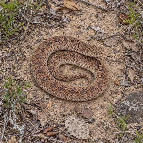 Madagascan speckled hognose snake
