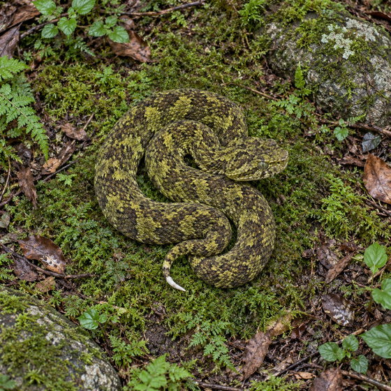 Mangshan pitviper