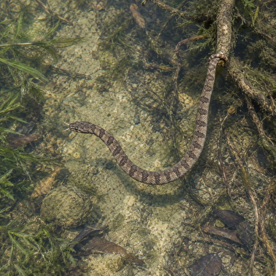 tentacled snake