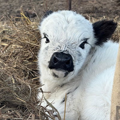 Highpark Bull/steer profile picture