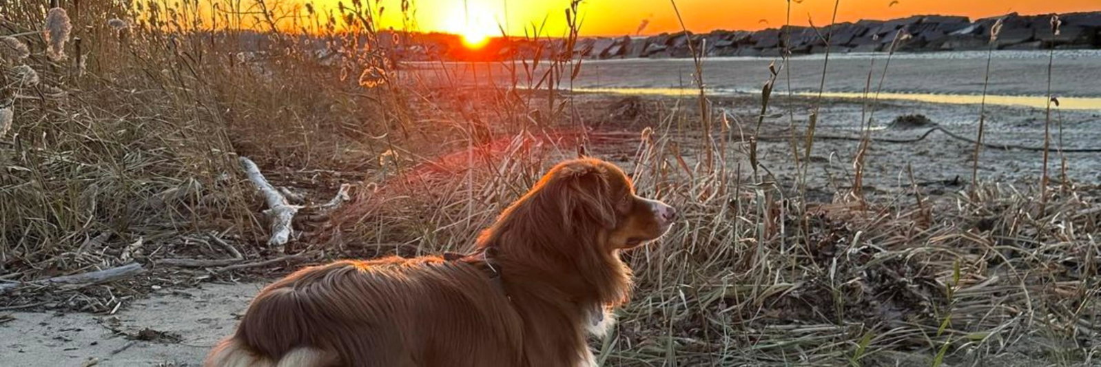 Sunset Hill Mini & Toy Aussies profile cover image