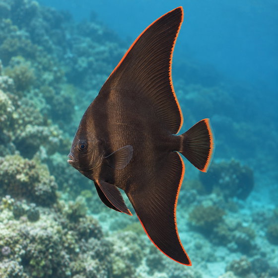 dusky batfish