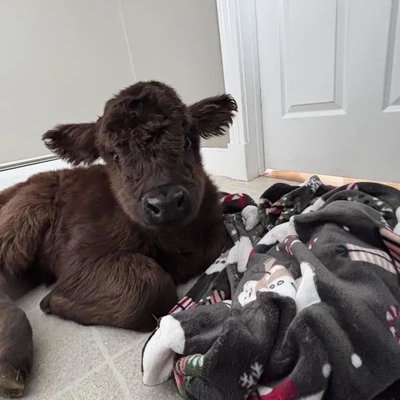 Jo-Jo profile picture