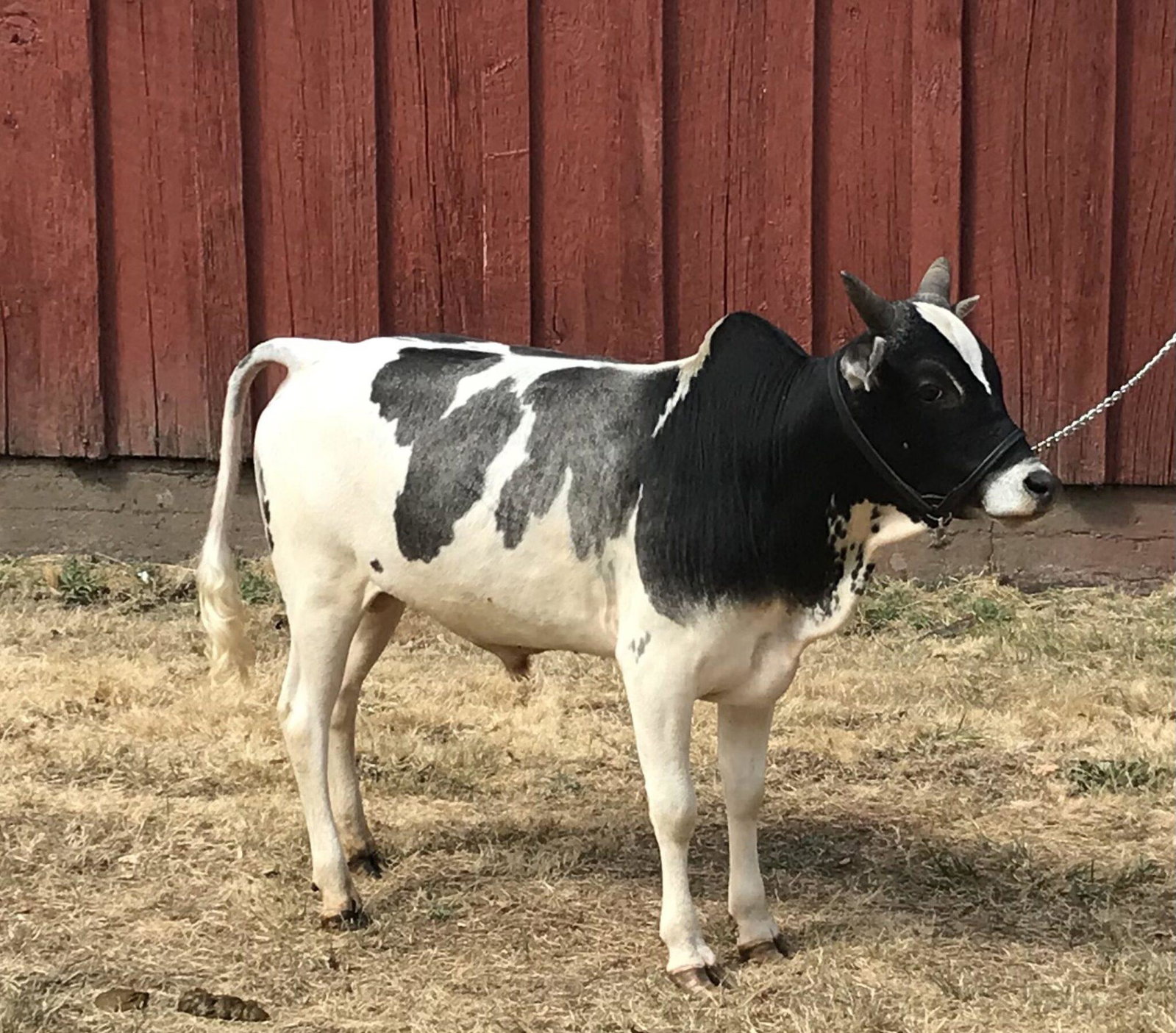Smokey Valley’s Painted Pony