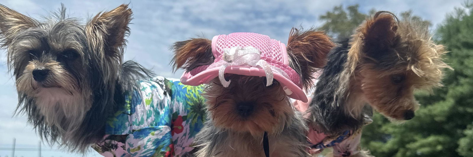Priscilla's Precious Pups profile cover image