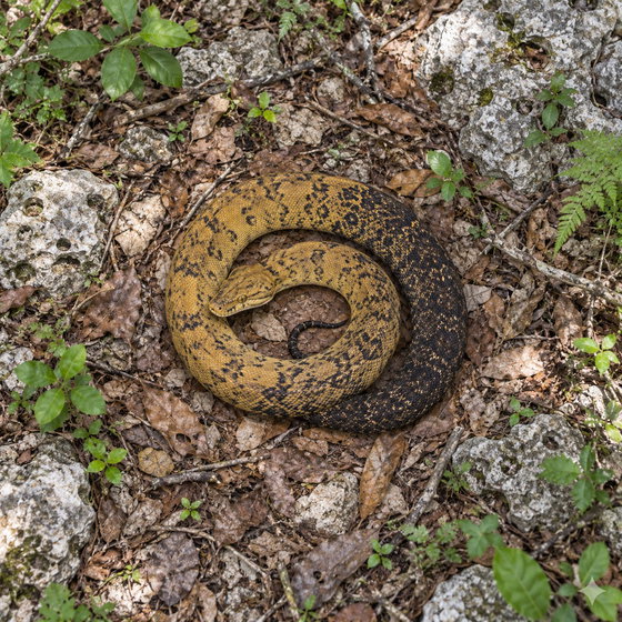 Jamaican boa