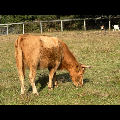 Buttercup profile picture