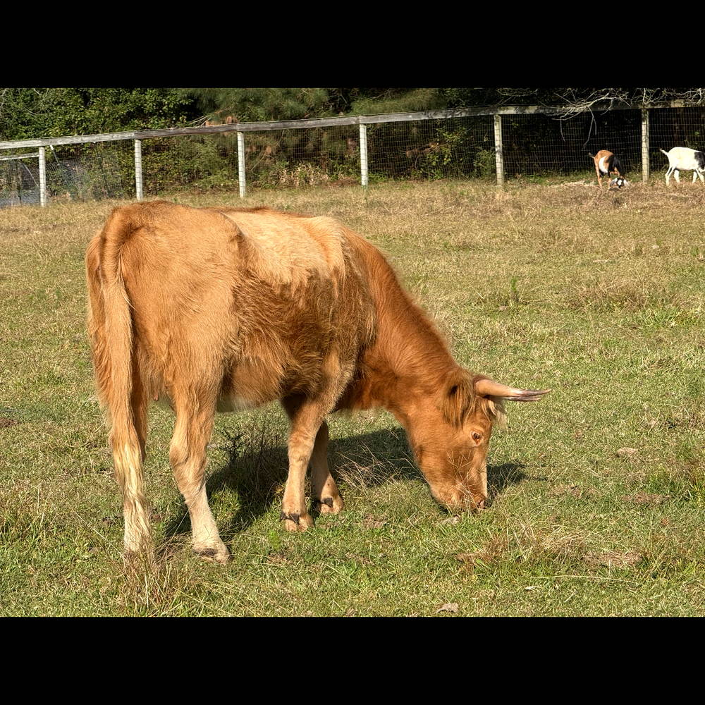Buttercup, photo 1