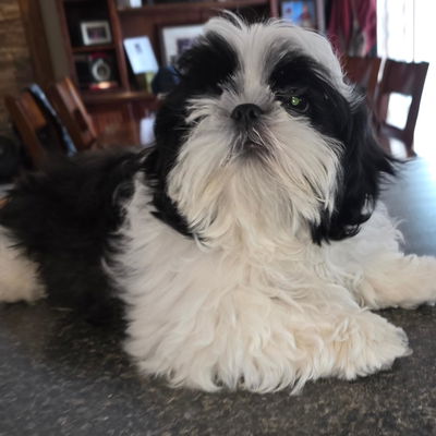 Frank profile picture