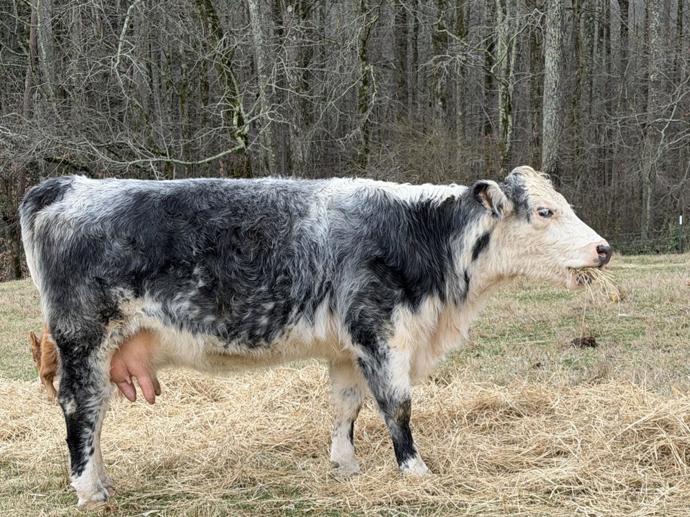 CoCo, photo 3