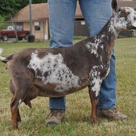 GCH CRF Castle Rock Tuscan Sun profile picture