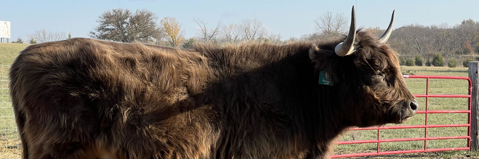 Forgegirls K01 Margo profile cover image