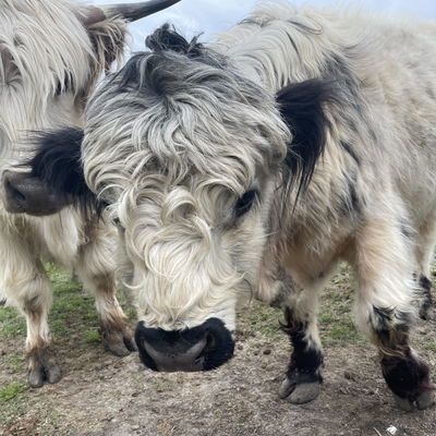 Rock Rupich profile picture